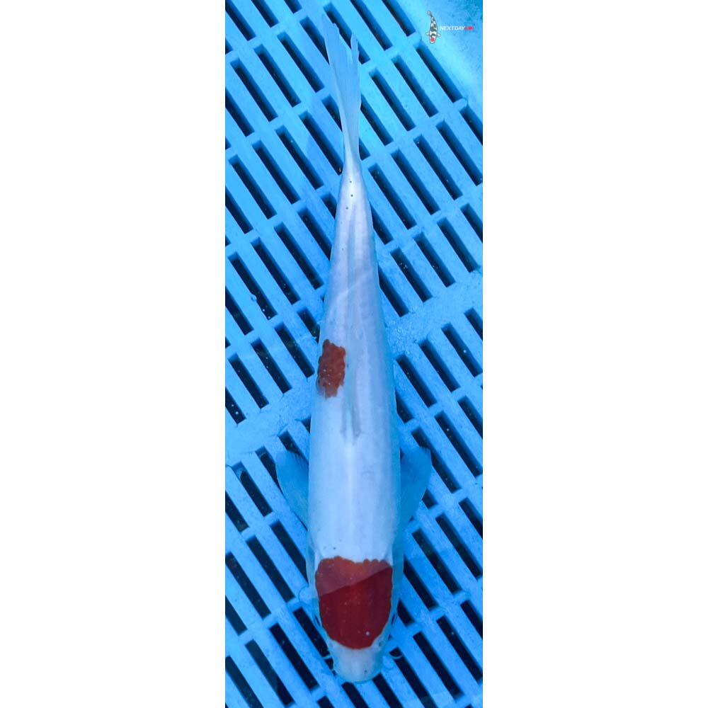 10-12” Imported Kohaku
