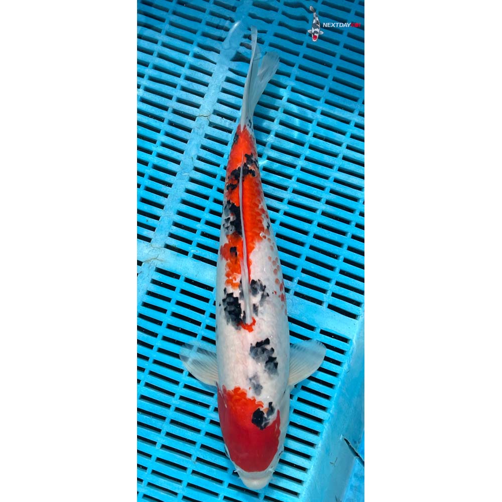16-18” Imported Sanke