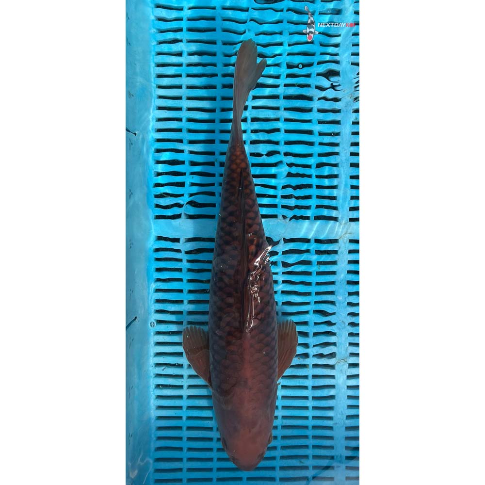 16-18” Imported Chagoi
