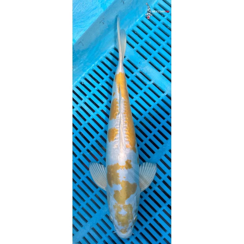14-16” Imported Doitsu Lemon Hariwake