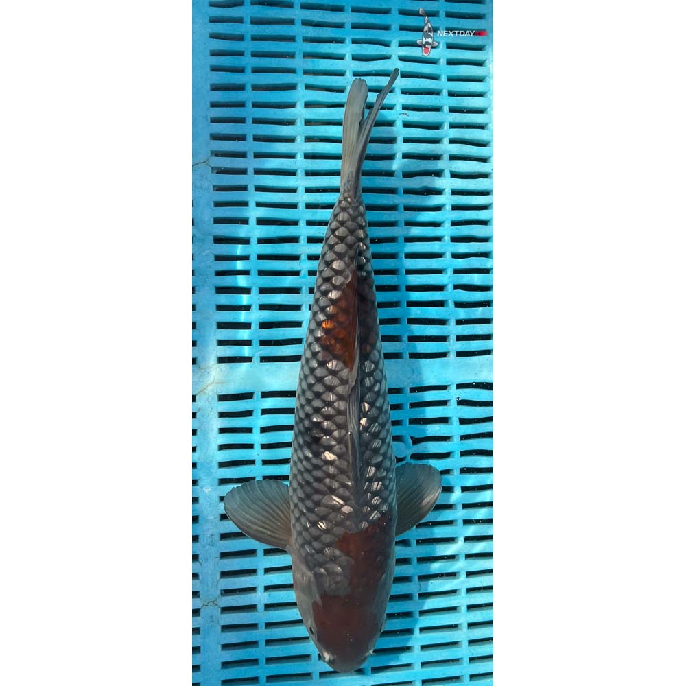 14-16” Imported Gin Rin Ochiba Shigure
