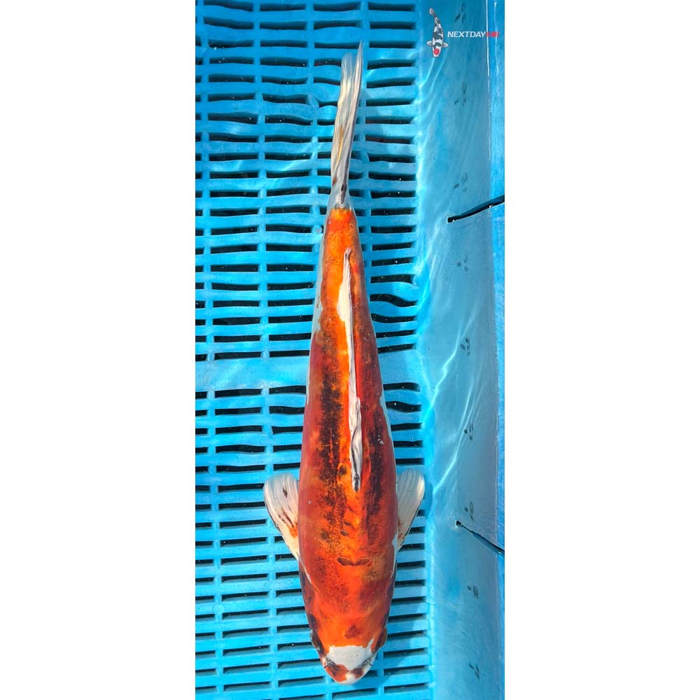 14-16” Imported Kin Kikokuryu