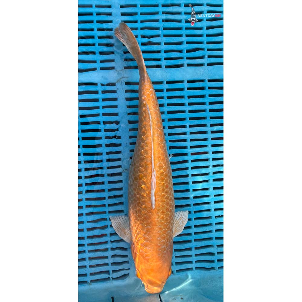 14-16” Imported Gin Rin Yamabuki Ogon