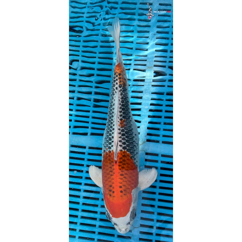 14-16” Imported Kujaku