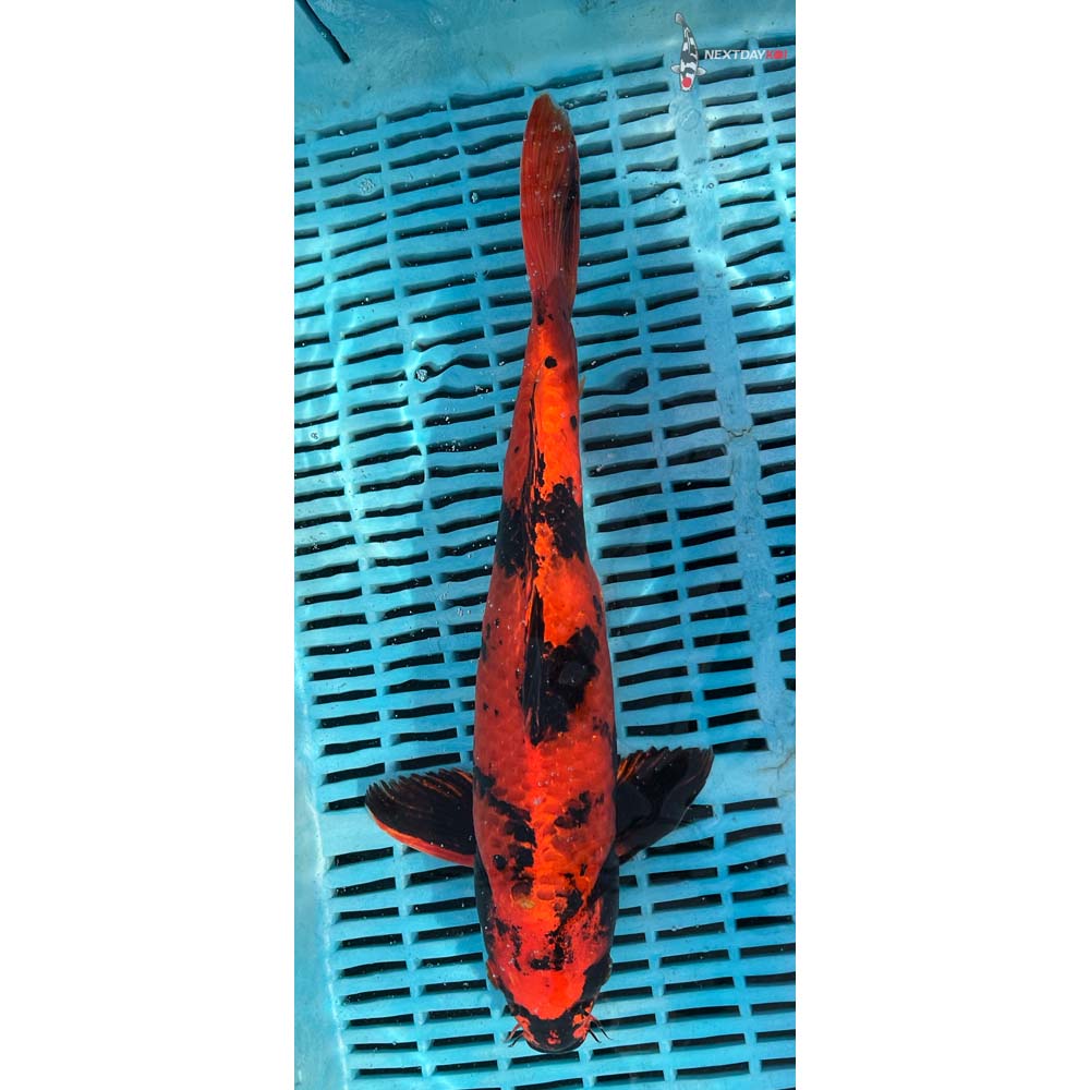 14-16” Imported Kin Hi Utsuri