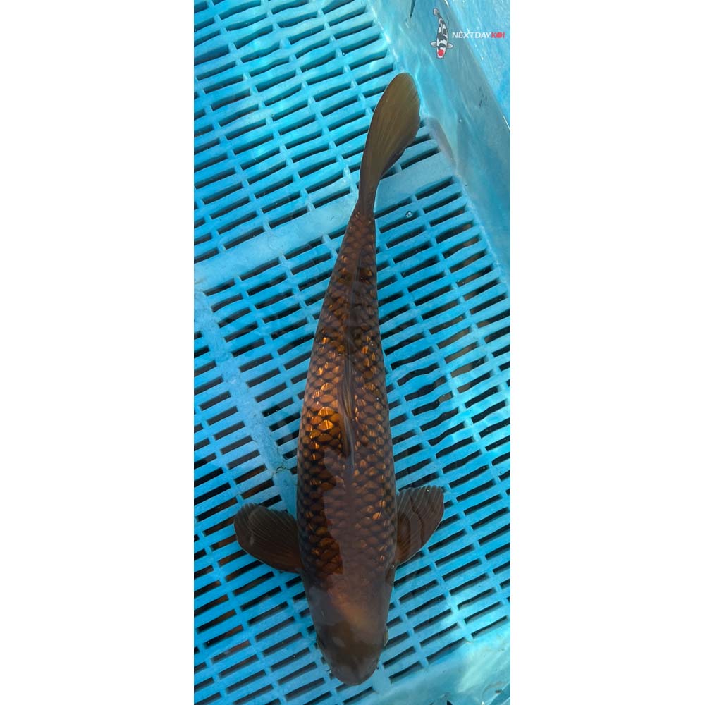 14-16” Imported Gin Rin Chagoi