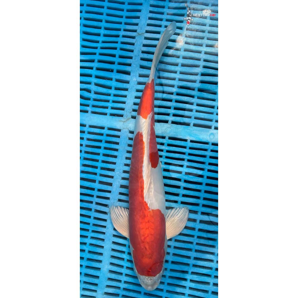 14-16” Imported Kikusui