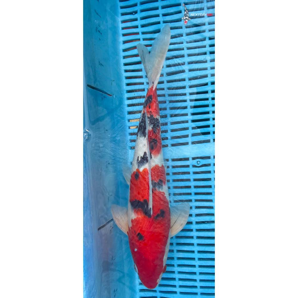14-16” Imported Sanke
