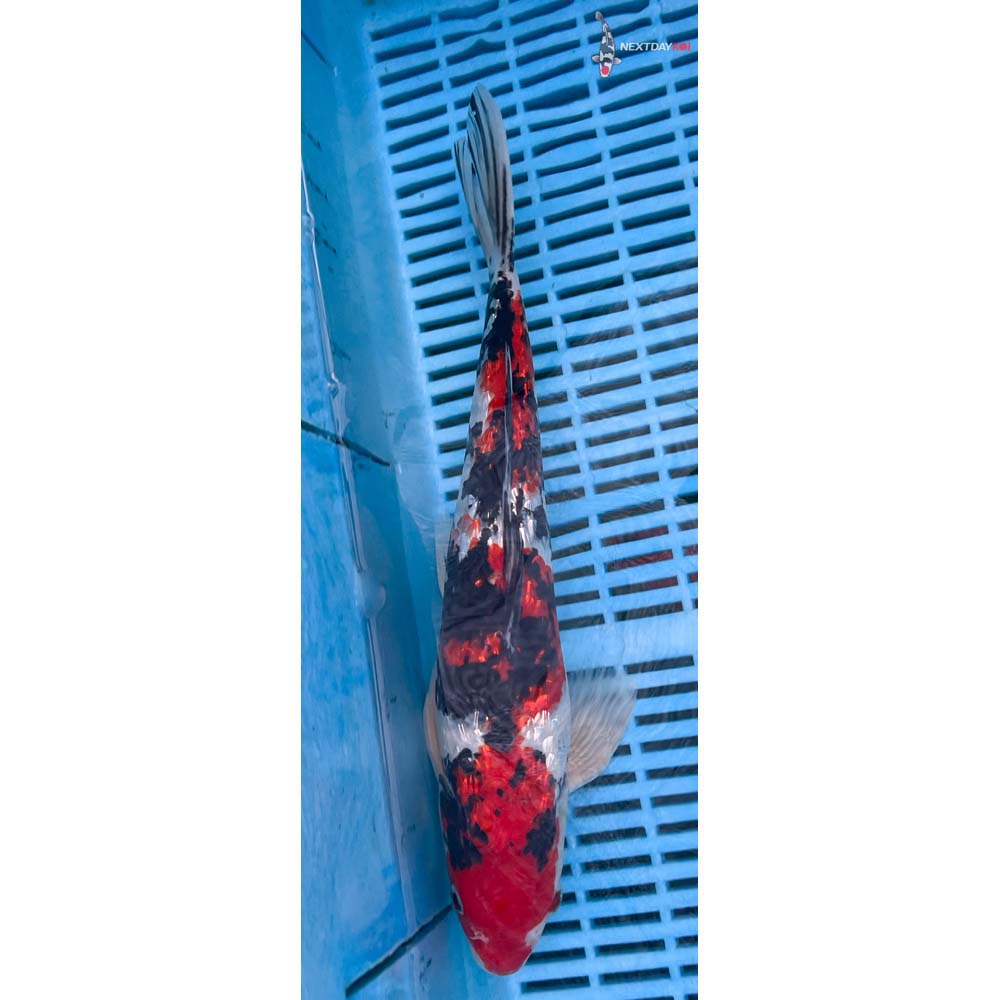 14-16” Imported Gin Rin Sanke
