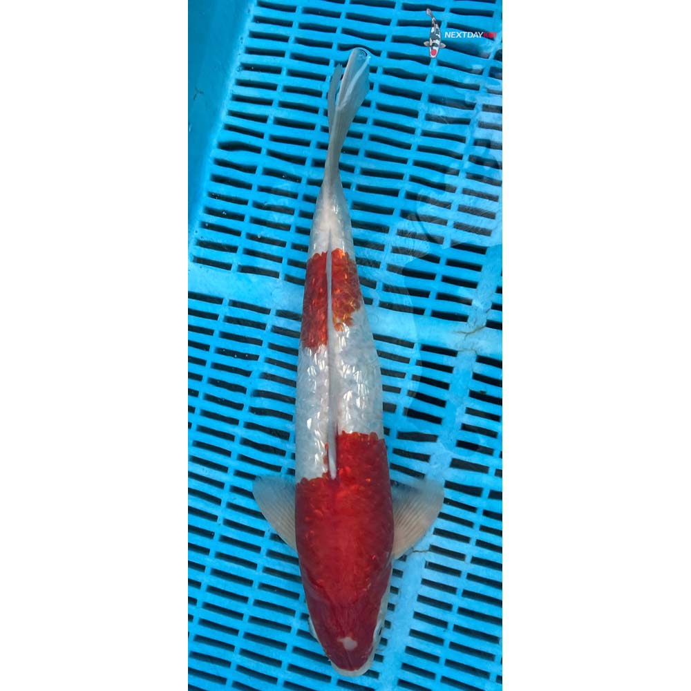 14-16” Imported Gin Rin Kohaku
