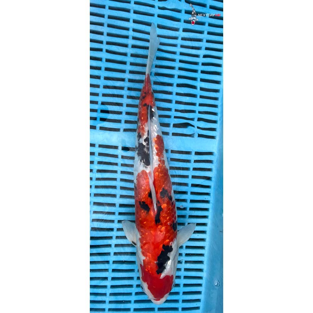 14-16” Imported Gin Rin Sanke