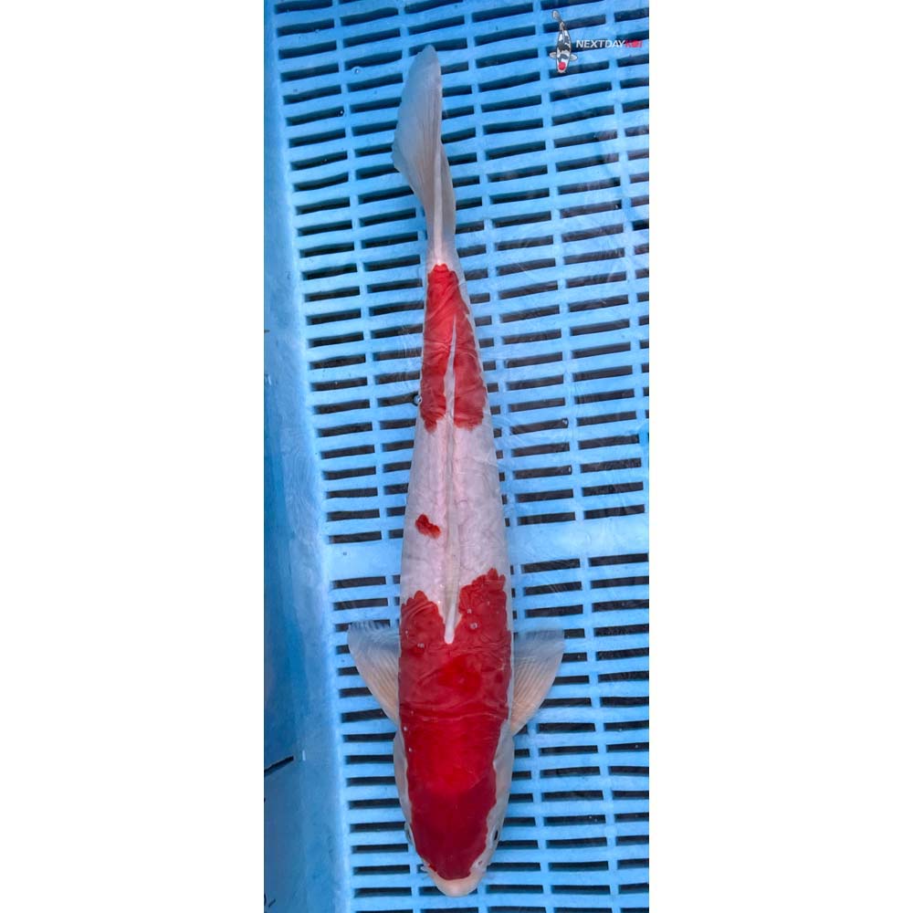 14-16” Imported Kohaku