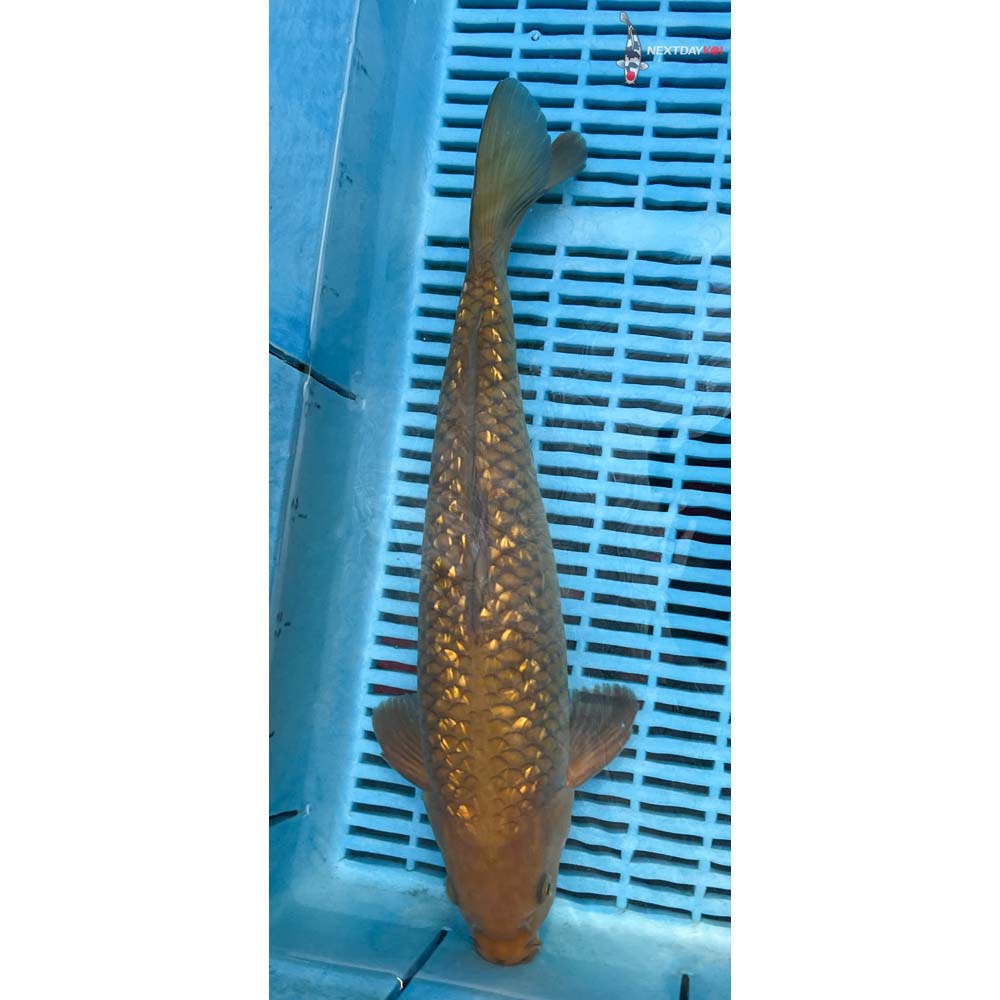 14-16” Imported Gin Rin Chagoi