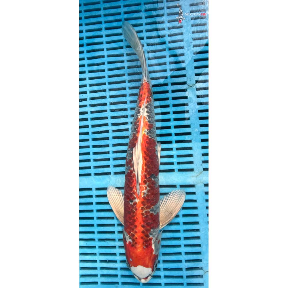 14-16” Imported Kujaku