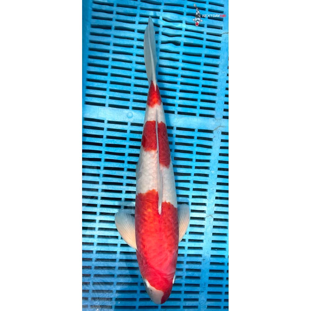 14-16” Imported Kohaku