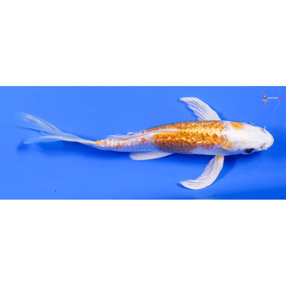 6” Imported Armor Scaled Gin Rin Lemon Hariwake Butterfly Koi