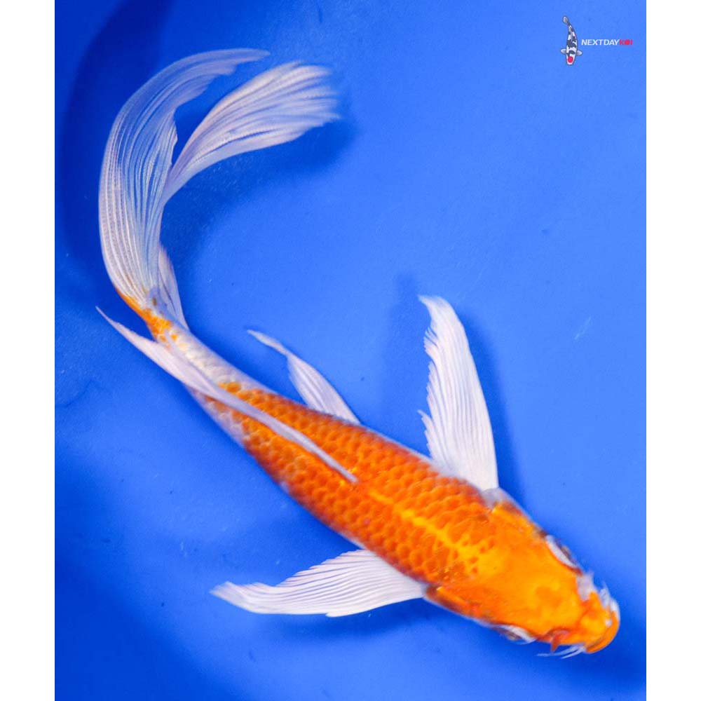 6” Imported Hariwake Butterfly Koi