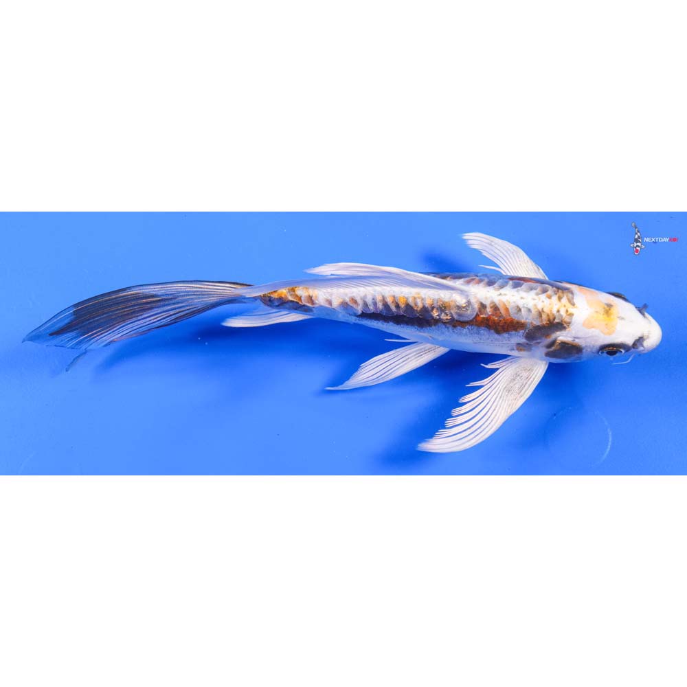 9” Imported Kin Kikokuryu Butterfly Koi