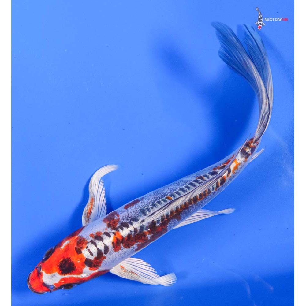 8” Imported Heisei Nishiki Butterfly Koi