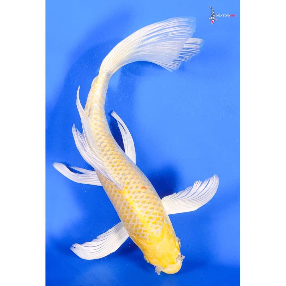 user_9fbdb4ff  希少　GO FISH 10” Imported Yamabuki Ogon Butterfly Koi | Next Day Koi