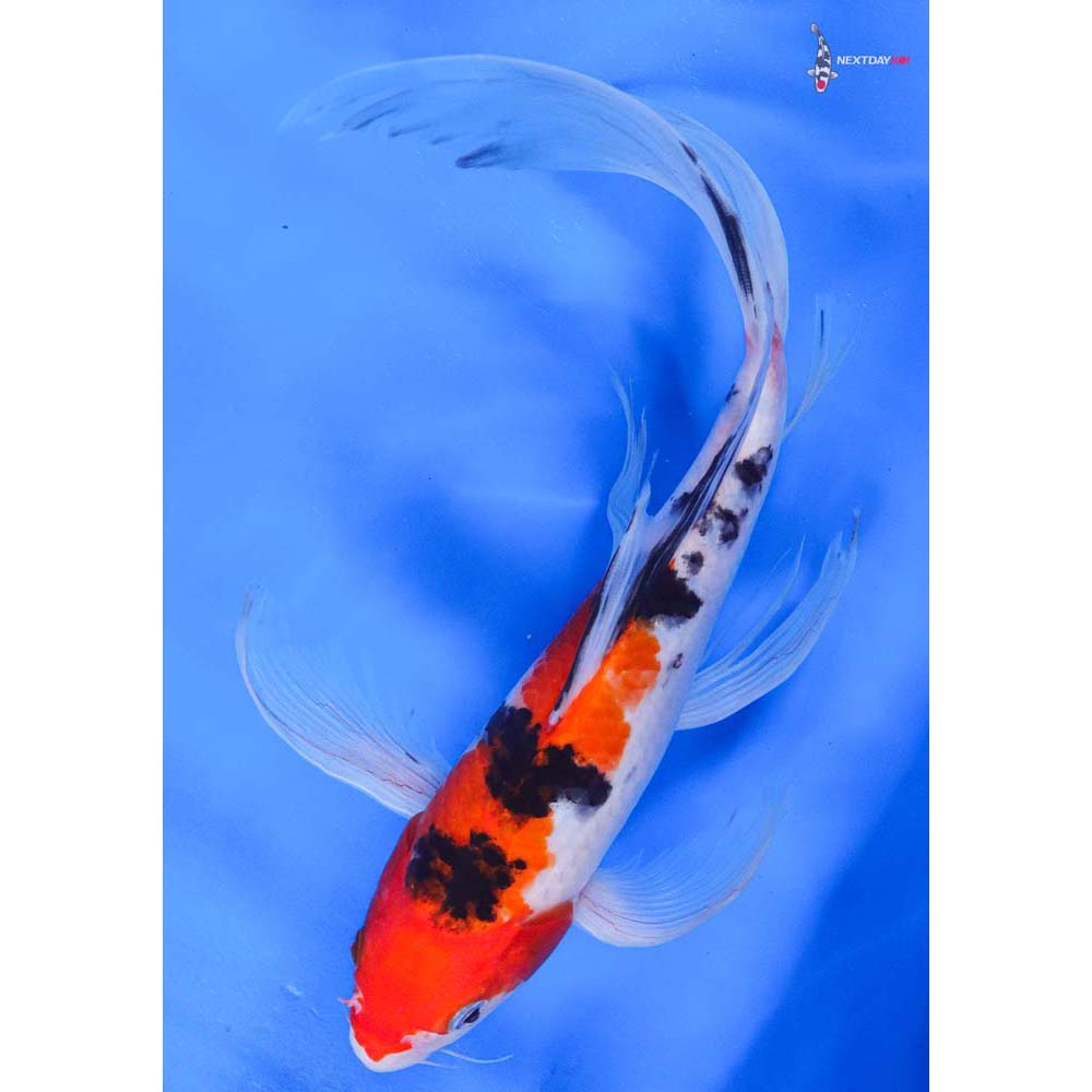 11” Imported Sanke Butterfly Koi