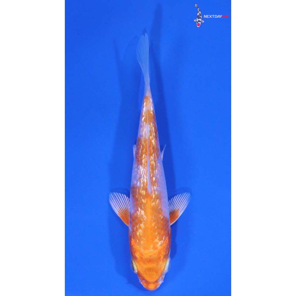 4” Imported Gin Rin Hariwake