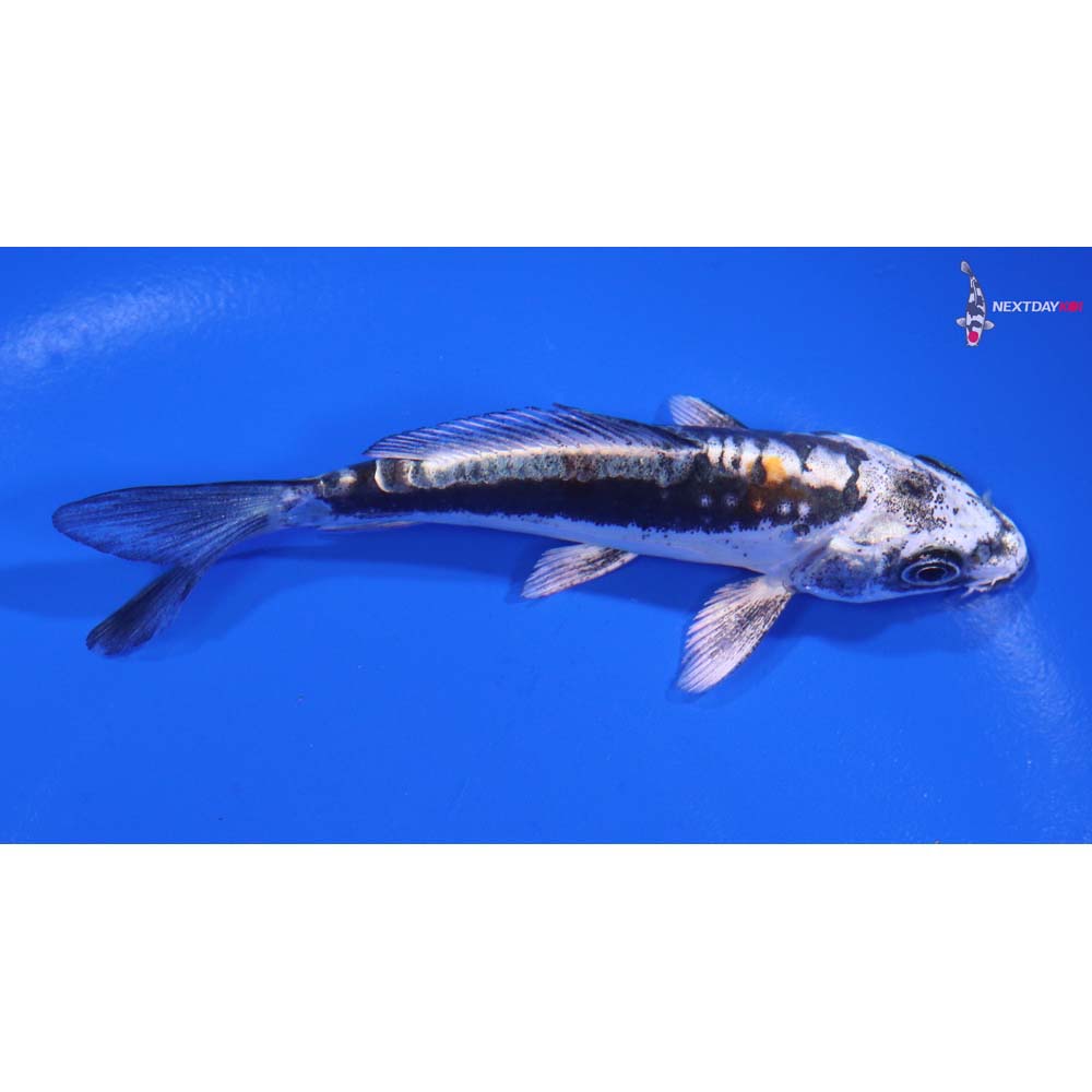 4” Imported Kin Kikokuryu