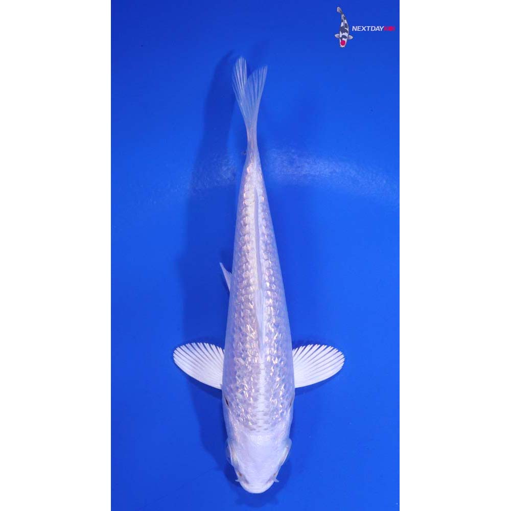 4” Imported Gin Rin Platinum Ogon