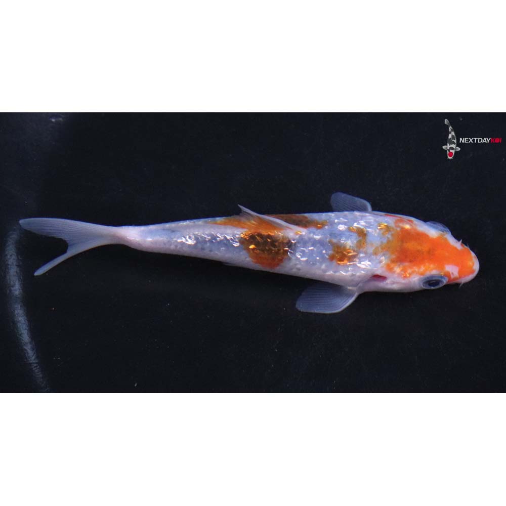 4” Imported Gin Rin Goromo