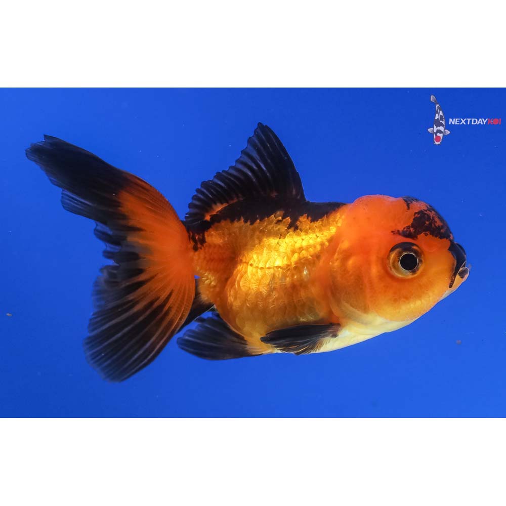 3” Imported Red and Black Oranda