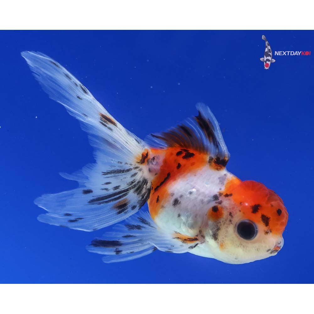 3.5” Imported Calico Oranda