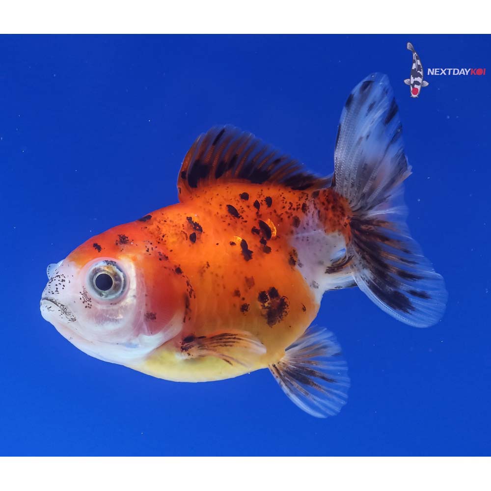 3” Imported Calico Oranda