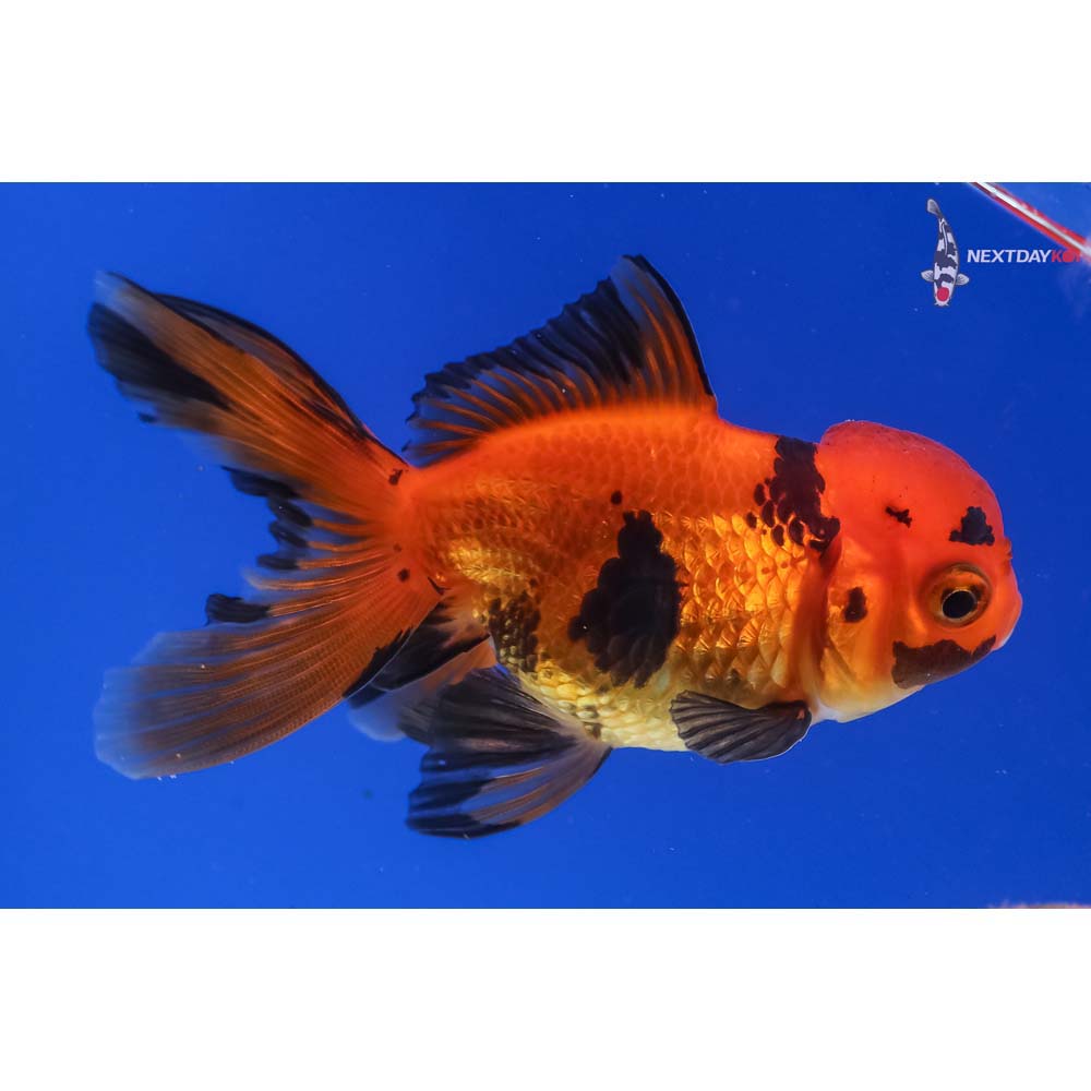3.5” Imported Red and Black Oranda