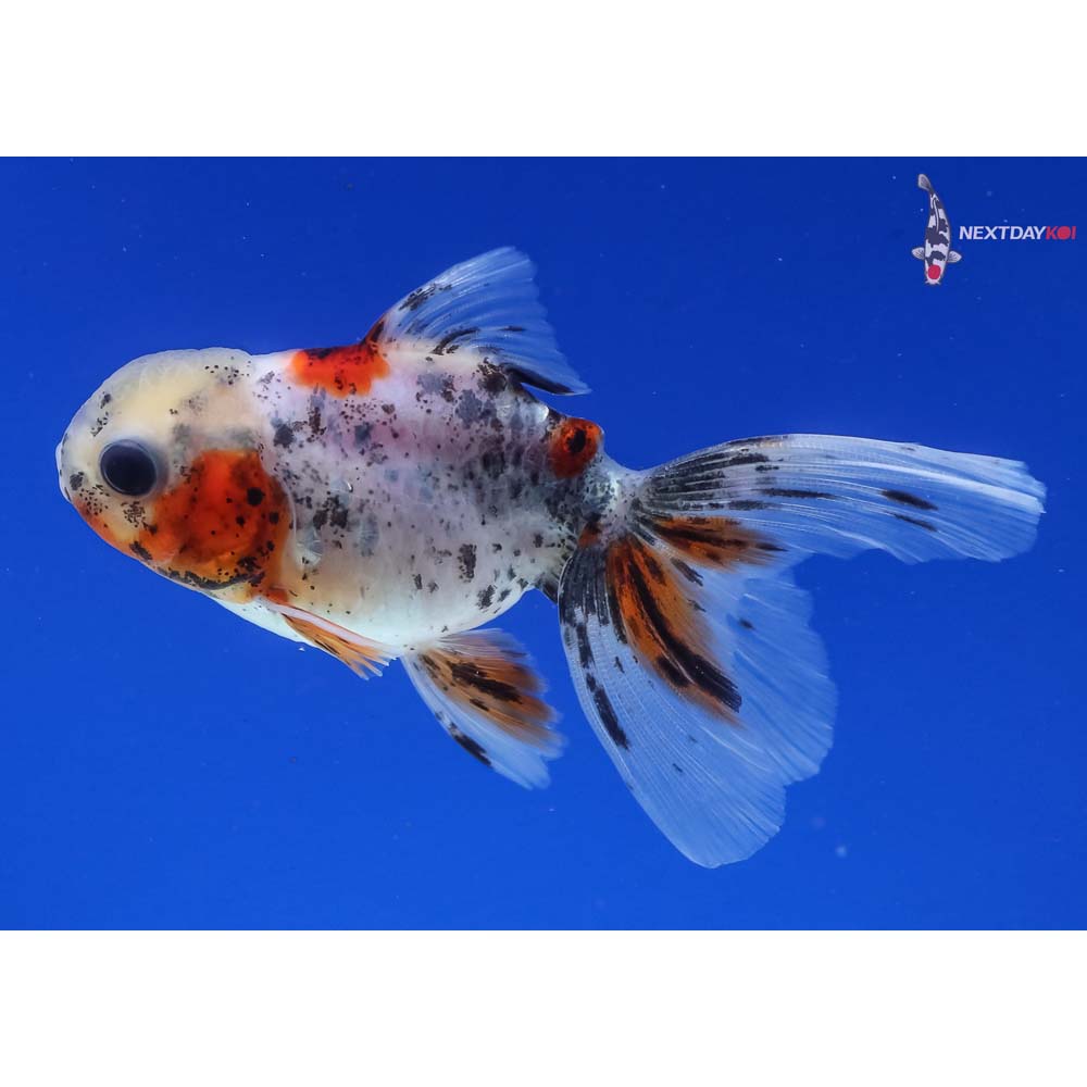 3.5” Imported Calico Oranda