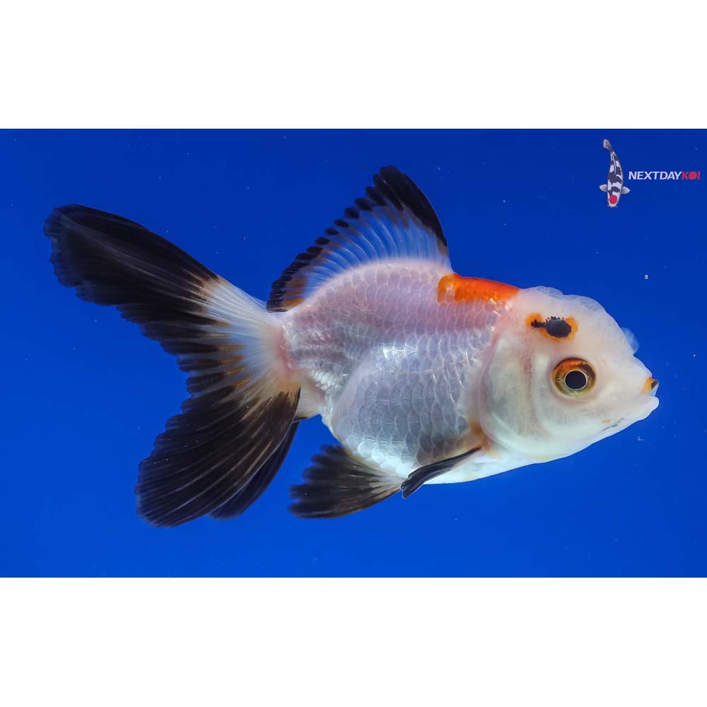 3.5” Imported Tri Color Oranda