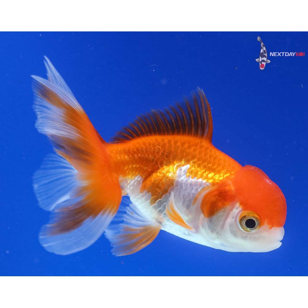 3.5” Imported Red and White Oranda