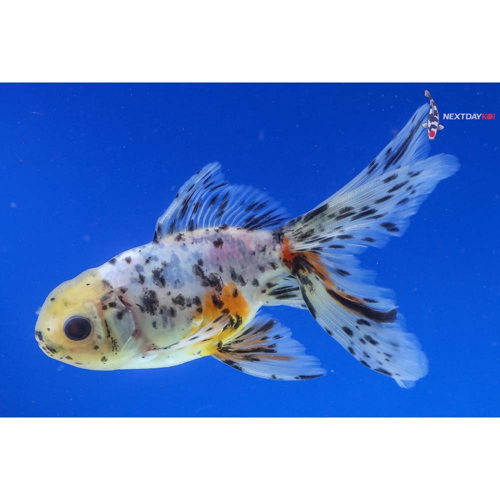 4” Imported Calico Oranda