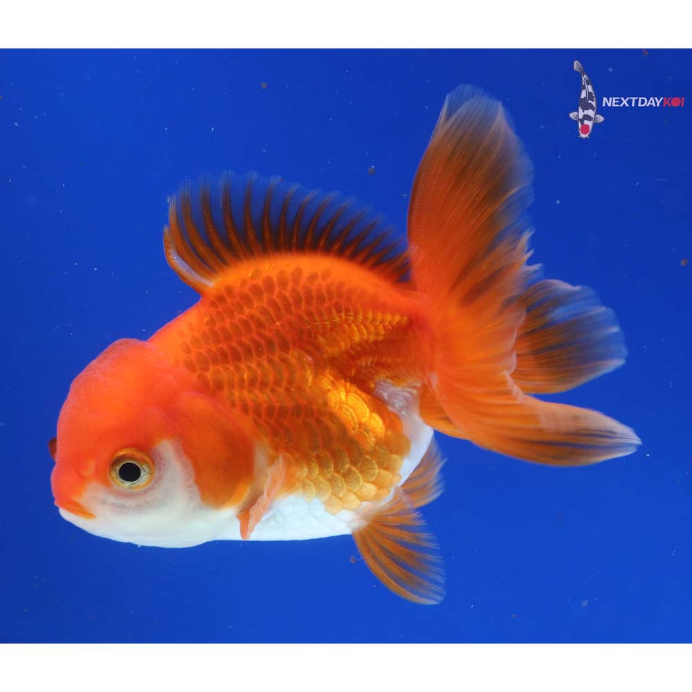 4” Imported Red and White Oranda