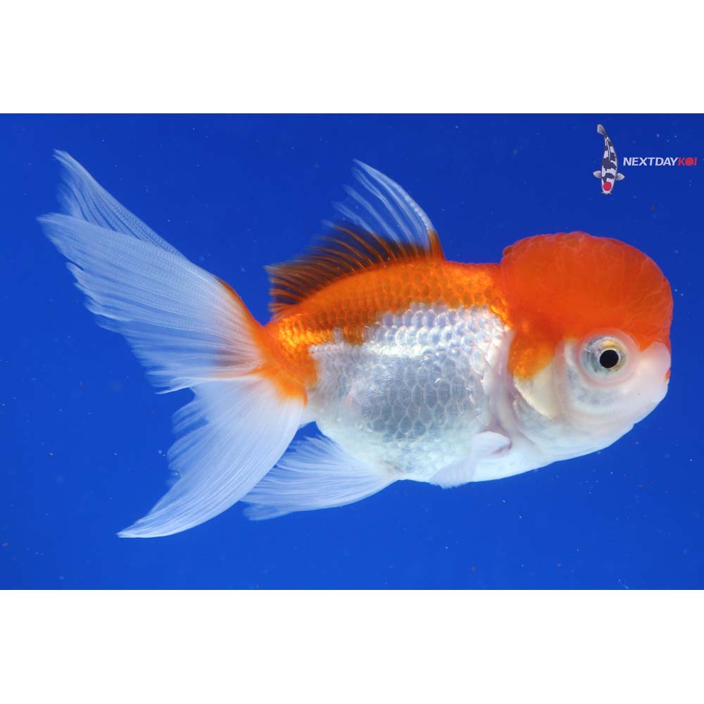 4” Imported Red and White Oranda