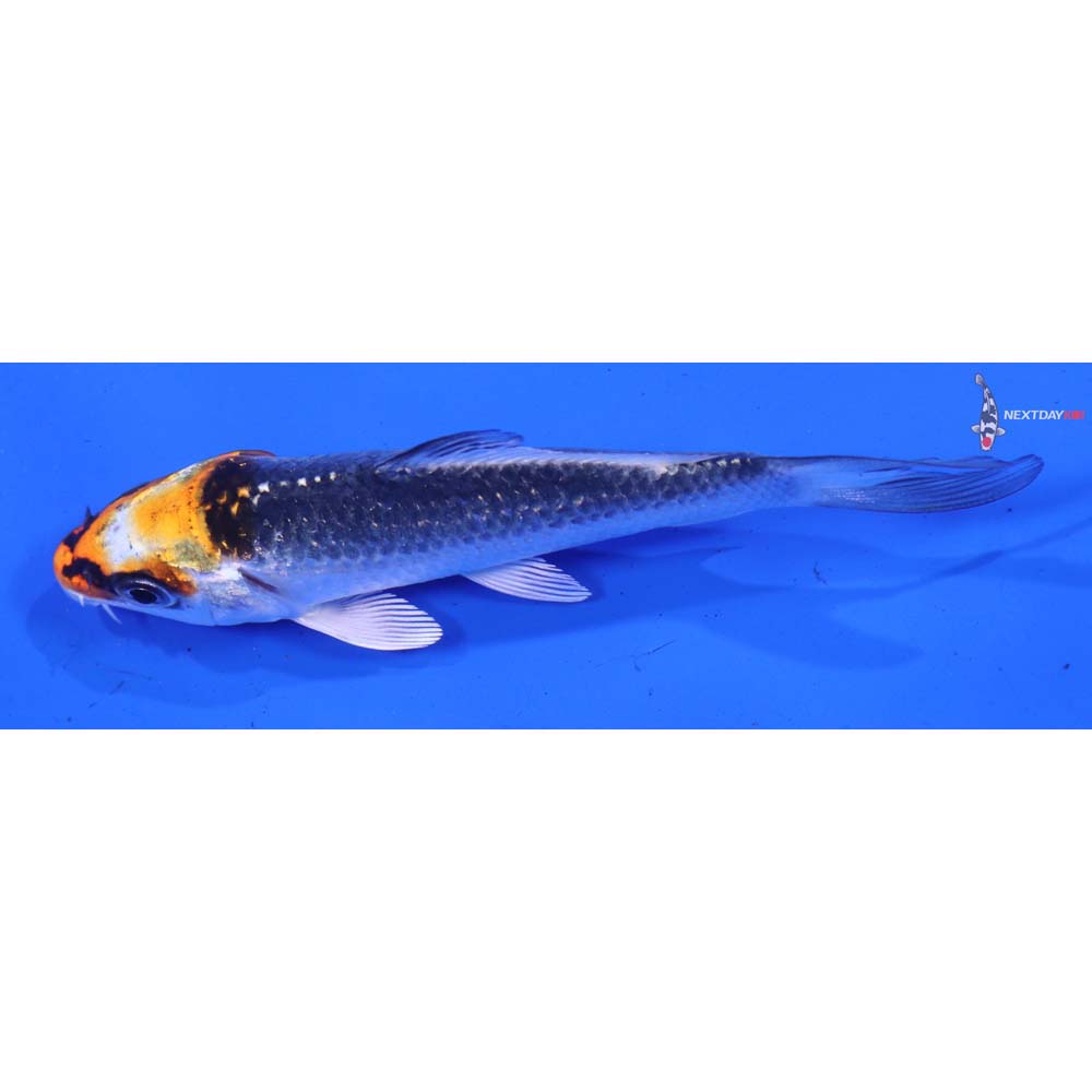 3.5” Imported Kujaku