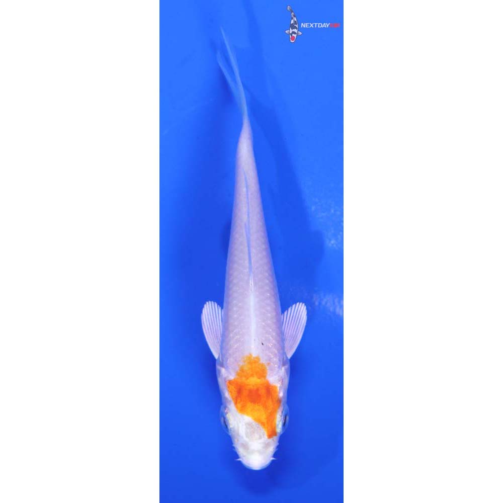 3” Imported Hariwake
