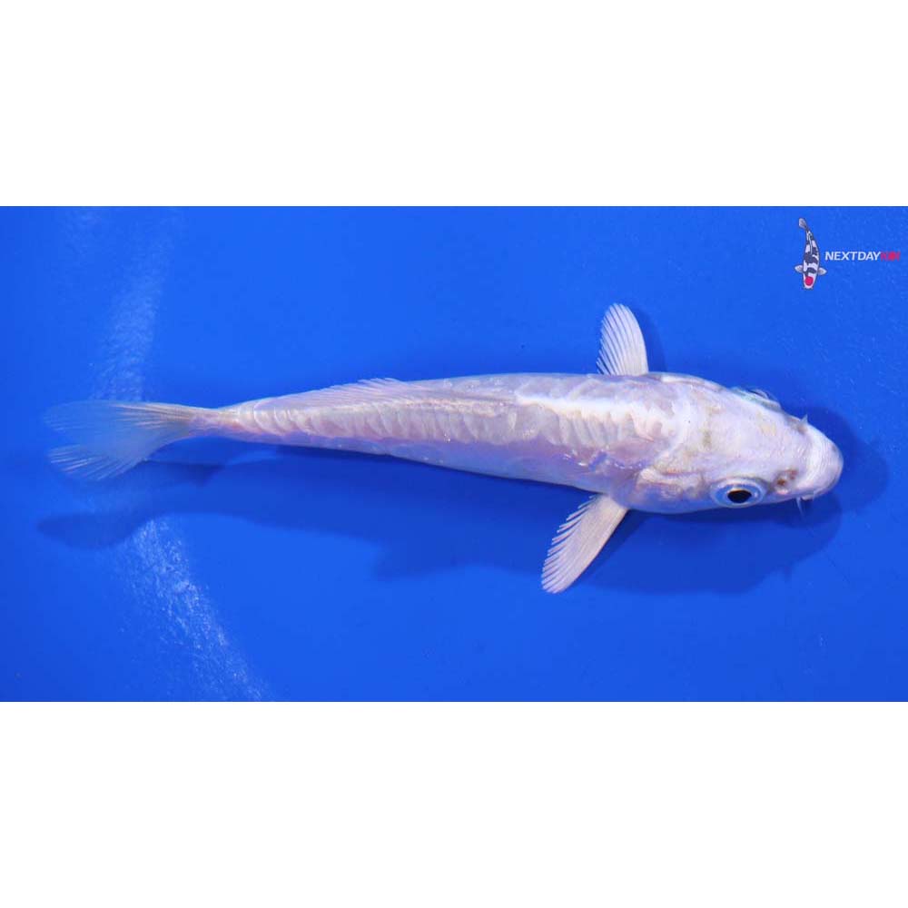 3.5” Imported Doitsu Platinum Ogon