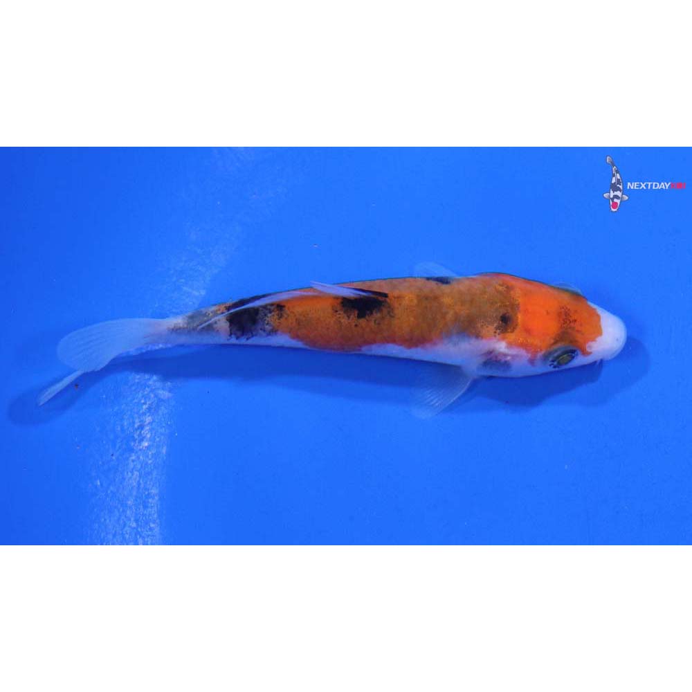 3” Imported Sanke
