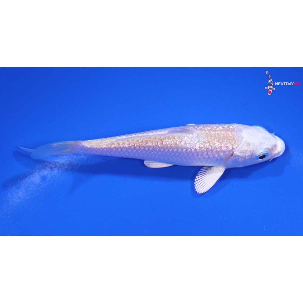 3.5” Imported Gin Rin Lemon Hariwake