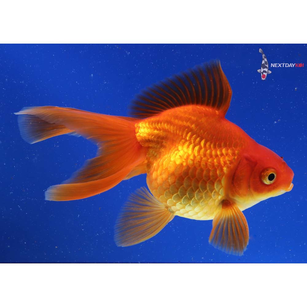 5” Imported Red Ryukin