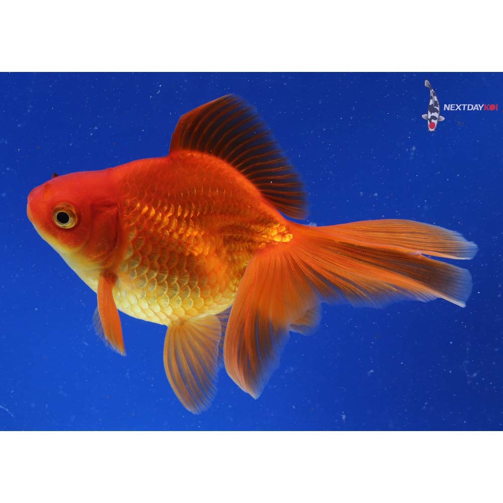 5” Imported Red Ryukin