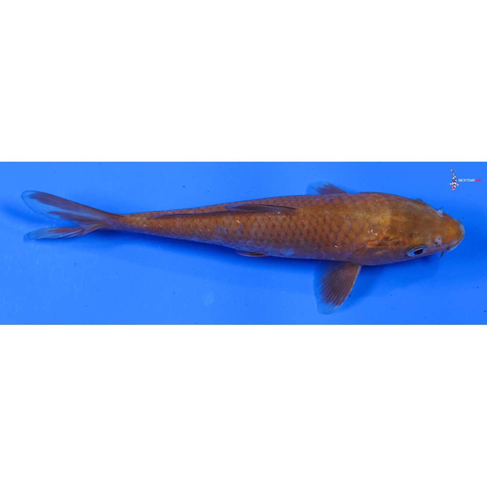 6” Imported Chagoi
