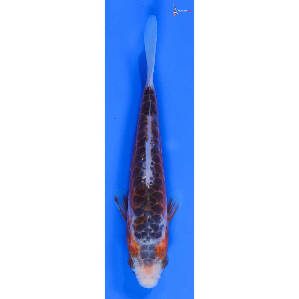 6” Imported Shusui