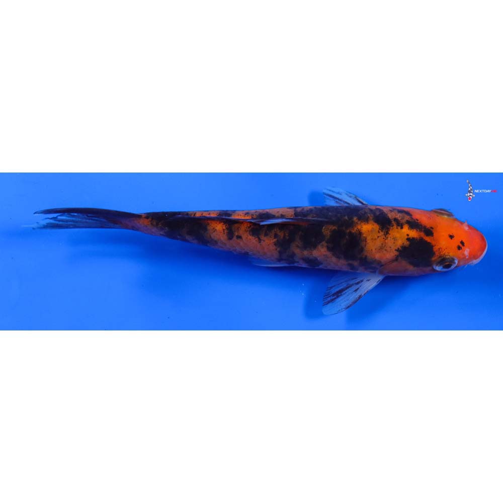 6” Imported Aka Bekko