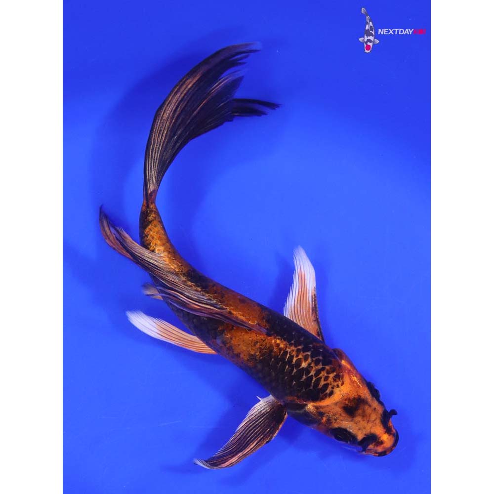 6.5” Imported Kin Hi Utsuri Butterfly Koi